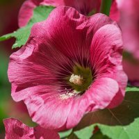 *** :: Виктор Иванович Чернюк