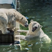 Белый :: SanSan 