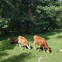 Сельская идилия :: Андрей Хлопонин