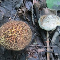 сезон моховиков :: Елена Шаламова