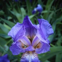 Мистический ирис :: Любимова Ольга 