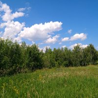 В поисках грибных мест... :: Андрей Заломленков