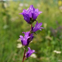 Колокольчик скученный :: Андрей Заломленков