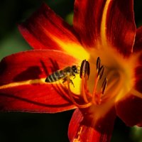 Доброе утро :: Юрий. Шмаков