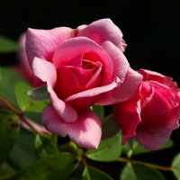 Розы июля :: Юрий. Шмаков