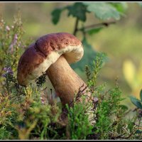 Во всей красе... :: Aleksandr Gal