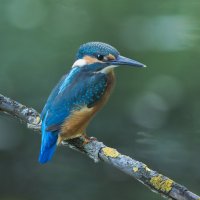 зимородок. :: юрий макаров зимородок. :: юрий макаров