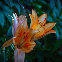 ЛИЛИИ :: Владимир Кроливец