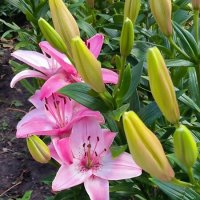 Июль в ярких красках! :: Ольга 