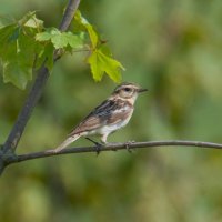 Луговой чекан. :: Sergey (Apg)