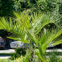 Вашингтония нитеносная :: Игорь Сикорский