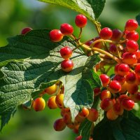 Калина обыкновенная :: Игорь Сикорский