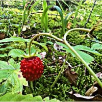 Земляничка. :: Валерия Комова