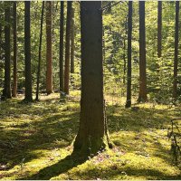 В июльском лесу. :: Валерия Комова В июльском лесу. :: Валерия Комова