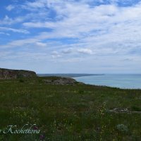 Природа Крыма :: Amazing Cosmea