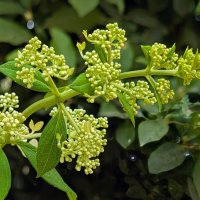 *** :: Хэлен *** *** :: Хэлен ***