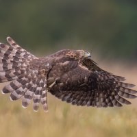 *** :: Евгений Фруман