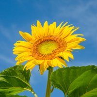 *** :: Николай Чекалин