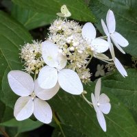 *** :: Хэлен ***