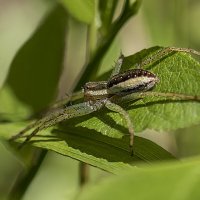 На листике... :: Андрей Пристяжнюк