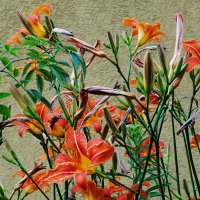 Лилейник :: Рита Симонова