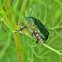 Бронзовка в профиль :: Светлана Бронзовка в профиль :: Светлана