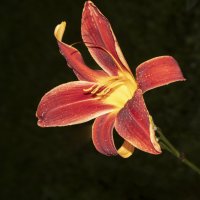 Лилейник/июль/ Соловьи/после дождя :: Евгений Лилейник/июль/ Соловьи/после дождя :: Евгений