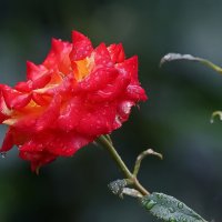 Роза Июля... :: Николай Саржанов Роза Июля... :: Николай Саржанов