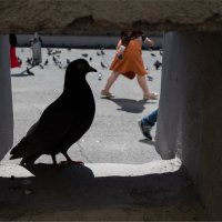 *** :: Валерий Михмель *** :: Валерий Михмель