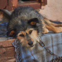 Рекс на отдыхе :: Александр Леонов