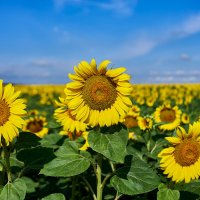 подсолнухи :: Александр Леонов