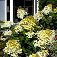 Букетик  Гортензии :: Vlad Сергиевич