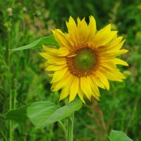 Земное солнышко :: Андрей Снегерёв Земное солнышко :: Андрей Снегерёв