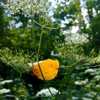 Скоро осень... :: Галина Бобкина