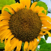 Верный солнцу. :: Галина Бобкина