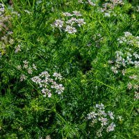 Цветет кинза :: Светлана SvetNika17