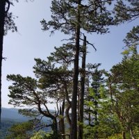 ЛАГОНАКИ :: Tata Wolf