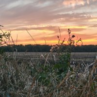 Розовеет небосклон, В поле тишина царит, Травы дремлют в нём. :: Валерий Ткаченко
