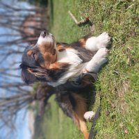 ауси фантом :: Артём 