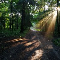 В парке после дождя :: Андрей Лукьянов В парке после дождя :: Андрей Лукьянов