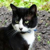 Портрет кошки. :: Милешкин Владимир Алексеевич Портрет кошки. :: Милешкин Владимир Алексеевич