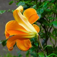 Лето и цветы. :: Милешкин Владимир Алексеевич 