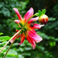 Георгины с улиткой. :: Милешкин Владимир Алексеевич 