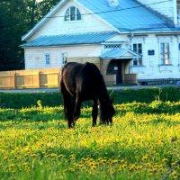На лугу пасутся кони :: Сергей Кочнев На лугу пасутся кони :: Сергей Кочнев