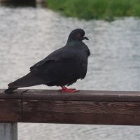 Черный голубь :: Дмитрий И_