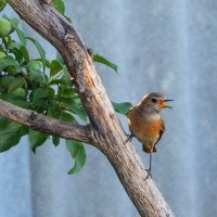 Видит кошку! :: Елена Хайдукова ( Elena Fly ) Видит кошку! :: Елена Хайдукова ( Elena Fly )