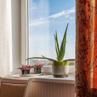 Пионерский :: Дмитрий 