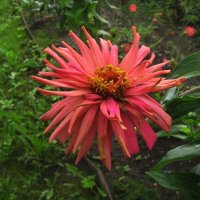 Красавица цинния :: Людмила Смородинская