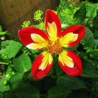 Георгина :: Людмила Смородинская