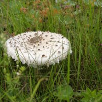 Зонтик :: Валерий Пославский